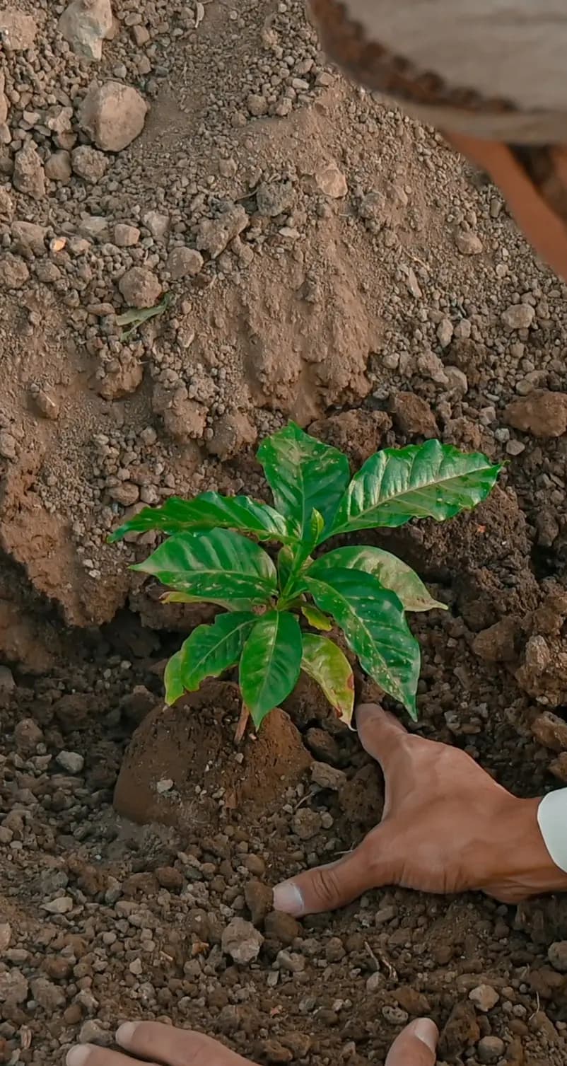 Seedling